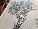 An Elegant Puzzle book cover